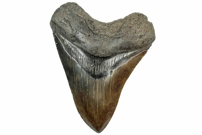 Multi-Toned Fossil Megalodon Tooth - South Carolina #312021